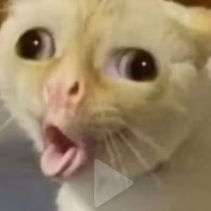 Meet your Posher, Noah